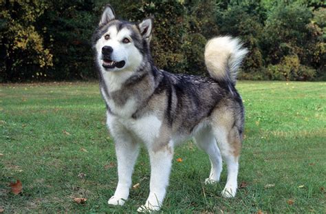 All About Alaskan Malamute You Need To Know Dog Breeders Guide