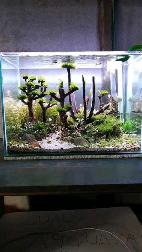 Aquascaping A Complete Beginners Guide Artofit