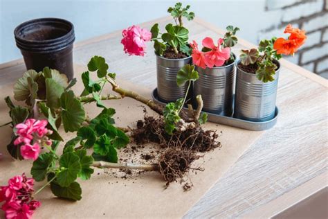 These Simple Methods Will Keep Your Geraniums Blooming All Season Long