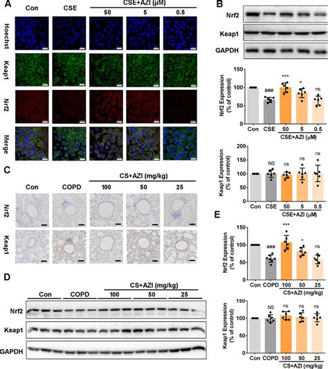 Role Of Azi On Nrf Expression In Hbecs And Lung Tissues Of Cs Exposed