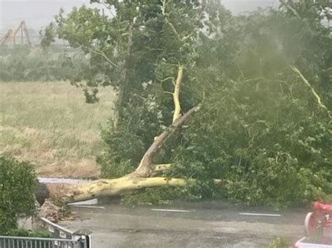 Ondata Di Maltempo Grandine Alberi Caduti E Danni Capocronaca