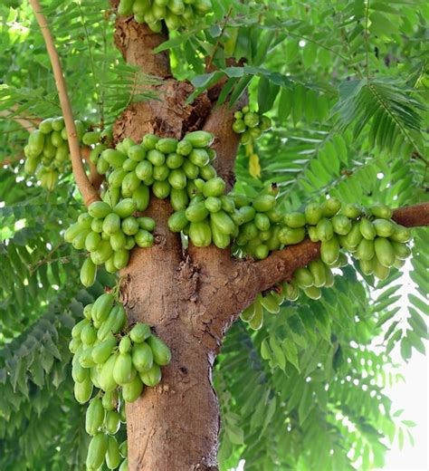 Bilimbi Averhoa Bilimbi Linn O Frutos De Pepino En El Rbol Foto