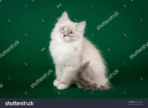 Blue Tabby Point White Siberian Cat Stock Photo 87210847 Shutterstock