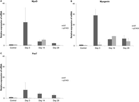 MRNA Expression Profiles Of Myogenic Markers The Relative MRNA