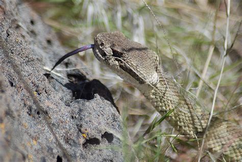 Western Rattlesnake Eastern Washington Collin Vassallo Flickr