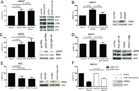 Mir A Mediates Its Tumor Suppressive Role Through Kras Which Signals