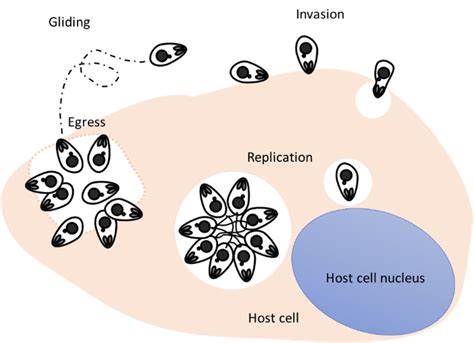 Finding The Keys To Exit The Host Cell Microbiology Community