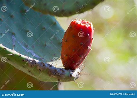 Opuntia Da Pera Espinhosa Do Cacto Frutos Cor De Rosa Maduros Foto