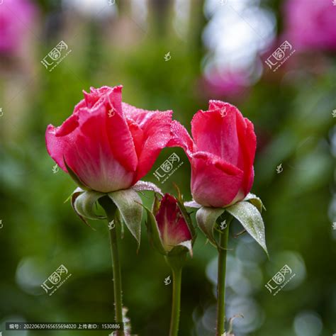 细雨中的玫瑰花卉种植农林渔牧摄影素材汇图网