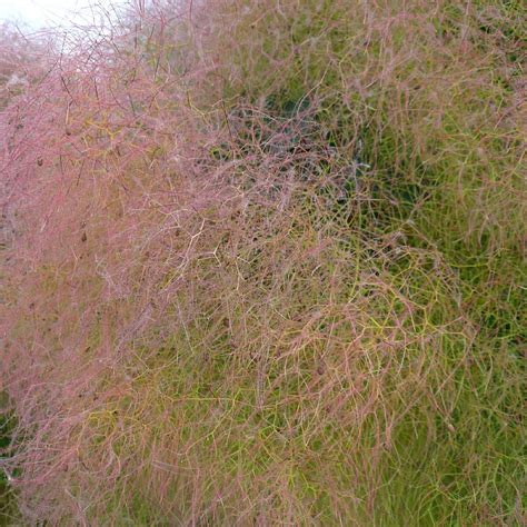 Cotinus Coggygria Find Haveplanter