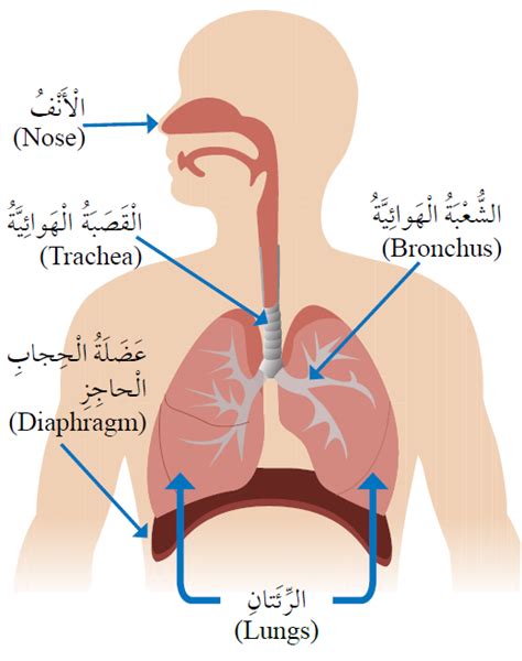 منهاجي الجهاز التنفسي