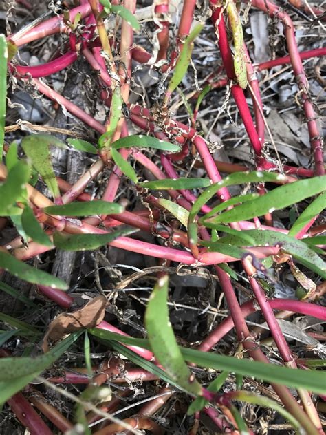 Sea Purslane From Moreton Bay Marine Park Banksia Beach Qld Au On