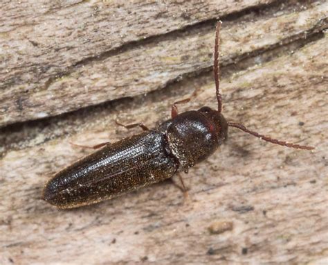 False Click Beetle Dirrhagofarsus Ernae Dirrhagofarsus Modestus