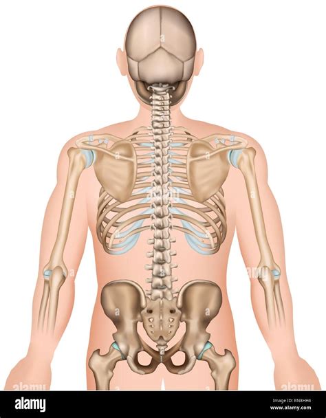 Los Huesos De La Espalda Las Costillas Y La Cadera M Dicas D