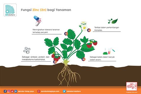 Fungsi Zinc Bagi Tanaman Npk Mutiara Terpercaya Karena Kualitas