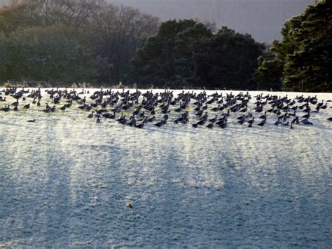 Greylag Geese In Frost Sylvia Duckworth Cc By Sa Geograph