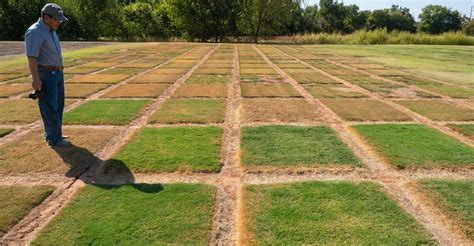 How The Green Grass Grows Oklahoma State University