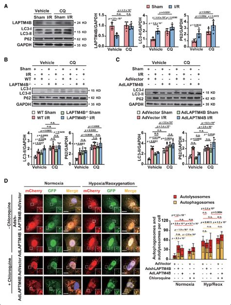 Laptm B Lysosomal Associated Transmembrane Protein B Restores