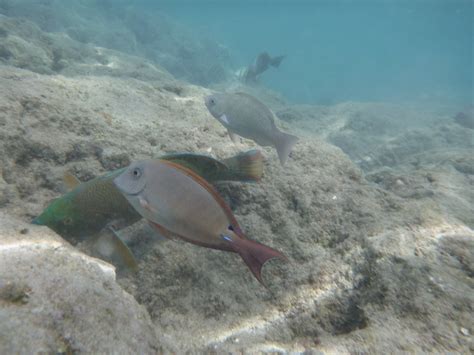 Fishes At Hanauma Bay A Good Fish Day Snorkeling At Hanau Flickr