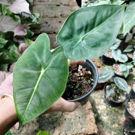 อโลคาเซย ฟรายเดก Alocasia frydek ขายตนลก เลอกตนได Shopee Thailand