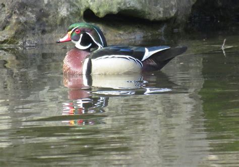 Bird & Travel Photos, Birding Sites, Bird Information: WOOD DUCKS ...