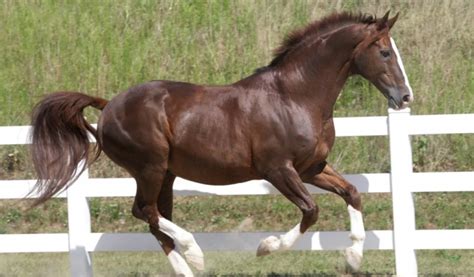 Oldenburg Horse Breed Info & Facts