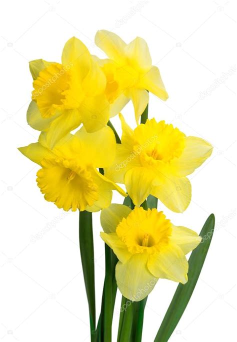 Yellow Daffodil flowers Stock Photo by ©billiondigital 118525754