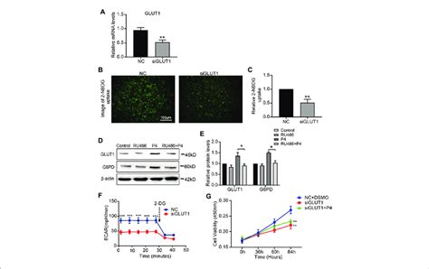 The Down Regulation Of Glut1 Inhibits Glycolysis And Proliferation