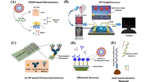 Biosensors For Sars Cov 2 Virus Detection A Crispr Based Nucleic Acid