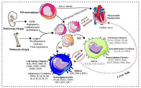 Pharmaceuticals Free Full Text Epigenetic Regulation Of Macrophage