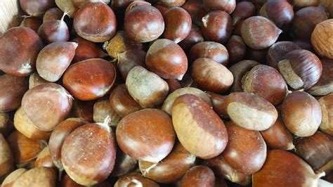 Lições para produtores de castanha do Brasil - amadoramaisempresas.pt