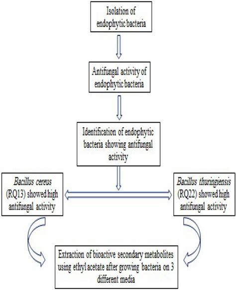 Antifungal Antiaflatoxigenic And Cytotoxic Properties Of Bioactive