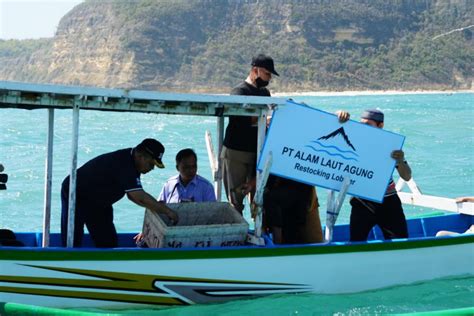 Kkp Lepasliarkan Ekor Lobster Hasil Budidaya Di Kawasan Konservasi