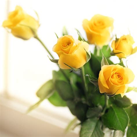 The Meaning of Yellow Roses - Nancy's Floral