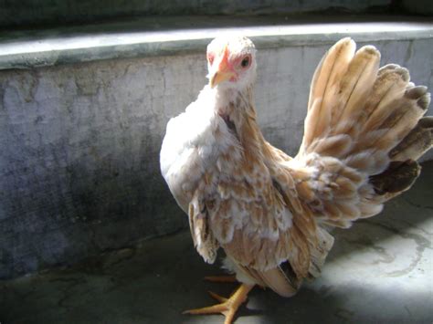 Jual Ayam Serama Serama Anakan 7 Bulan