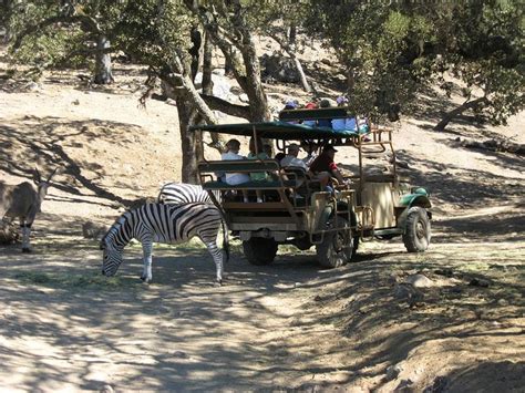 Safari West Jeep Safari Wildlife Preserve Serengeti