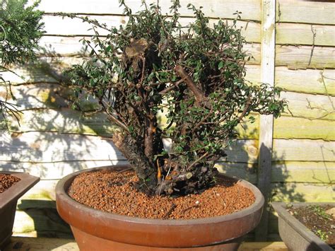 Small-leaved Cotoneaster Styling - Bonsai Empire