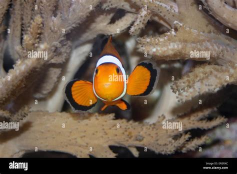 anemone clown fish Stock Photo - Alamy