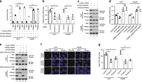 Otud Knockdown Inhibited Pml Expression And Pml Nbs Formation A Trim