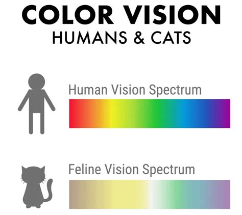 Come Vedono I Gatti Caratteristiche Della Vista E Spettro Colori