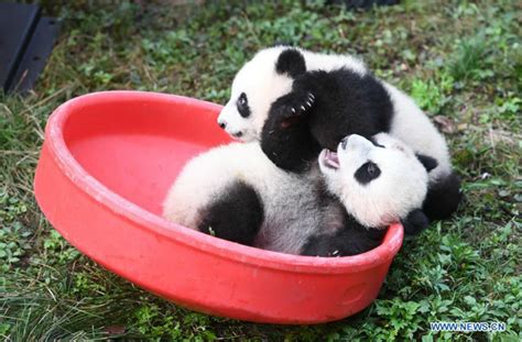 Deux Paires De Pandas Jumeaux C L Brent Leur Demi Anniversaire Dans Le