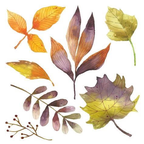 Free Vector Watercolor Autumn Leaves Collection