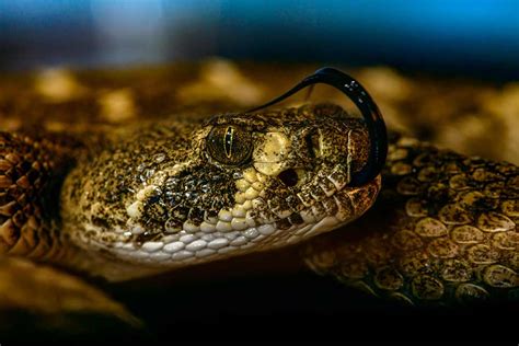 7 Ways Not To Die From A Rattlesnake Bite | Outdoor Life