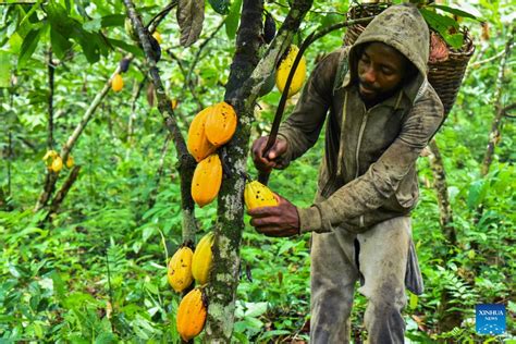 Feature Cameroons Cocoa Farmers Gain From Domestic Processing Xinhua