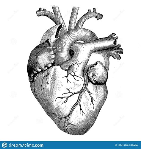 Pinterest Anatomy Art Human Heart Heart Drawing