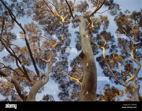 Australia Tasmania View Of Eukalyptus Tree In Mount Field National