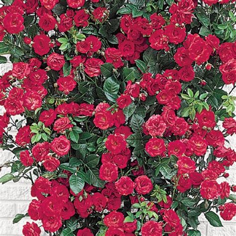 Blaze Improved Climbing Rose Gurneys Seed And Nursery Co Climbing