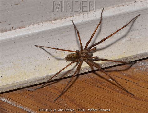 Large House Spider stock photo - Minden Pictures