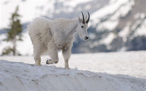 Mountain Goats – Glacier National Park | Goats, Mountain goat, Glacier ...