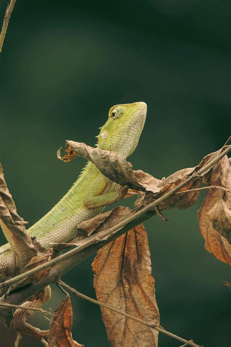 Black and Beige Monitor Lizard on WoodsFree Stock Photo